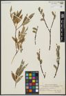 Foto von Salix acutifolia Willd. x Salix daphnoides Vill.